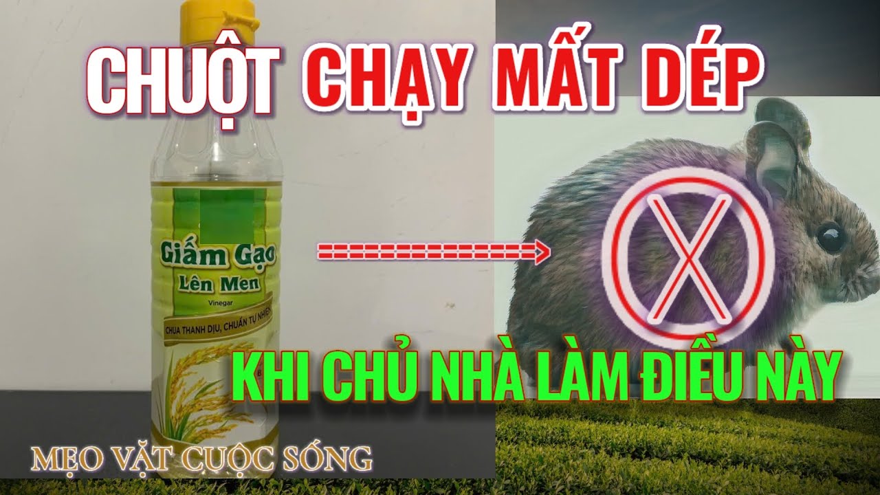 Life Tips | Mẹo Vặt Cuộc Sống - Cách đuổi CHUỘT không còn trong nhà