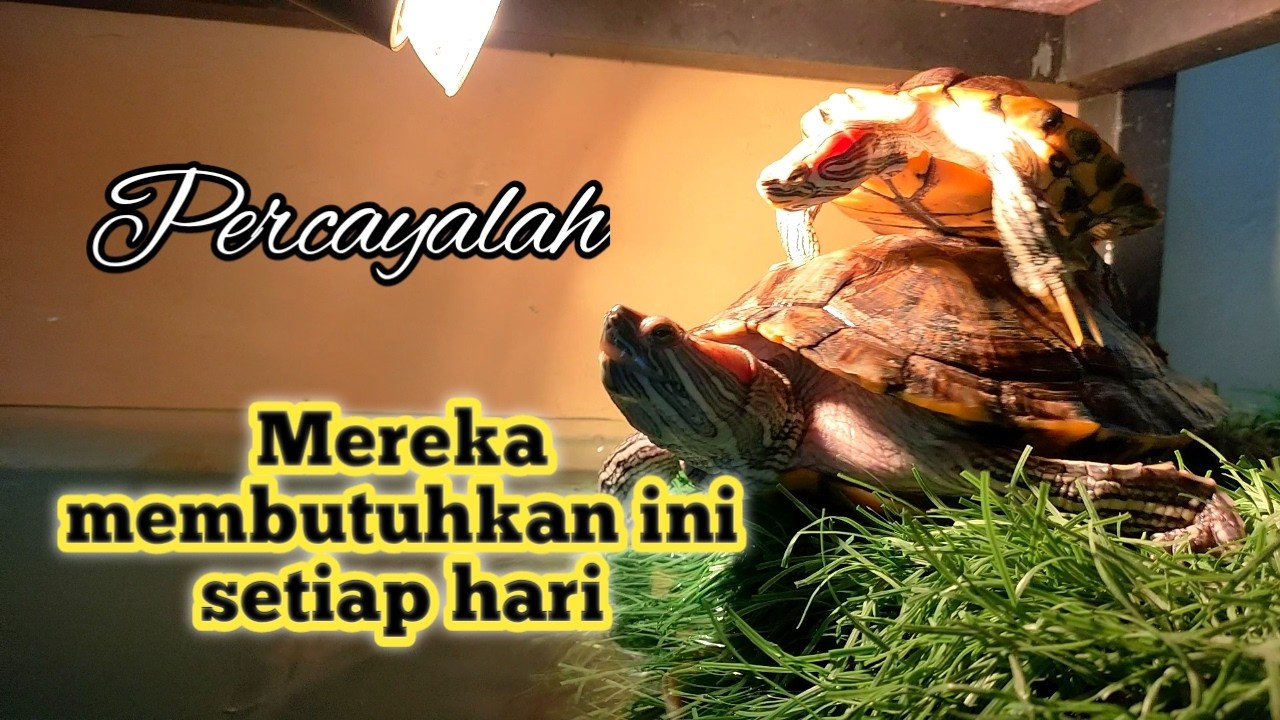 ALASAN PENTING KENAPA KURA-KURA HARUS BERJEMUR SETIAP HARI || KURA BRAZIL
