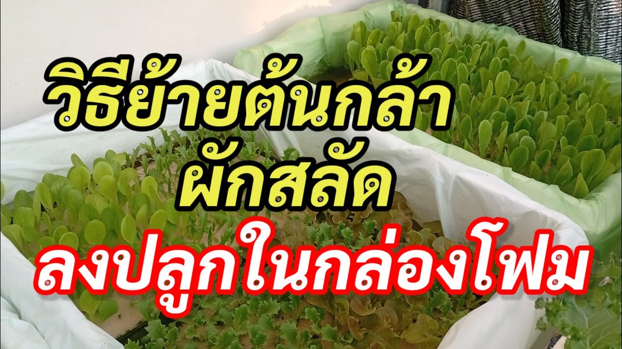 วิธีย้ายต้นกล้าผักสลัดลงปลูก |พรไฮโดรโปนิกส์ ผักสลัดสูงเนิน