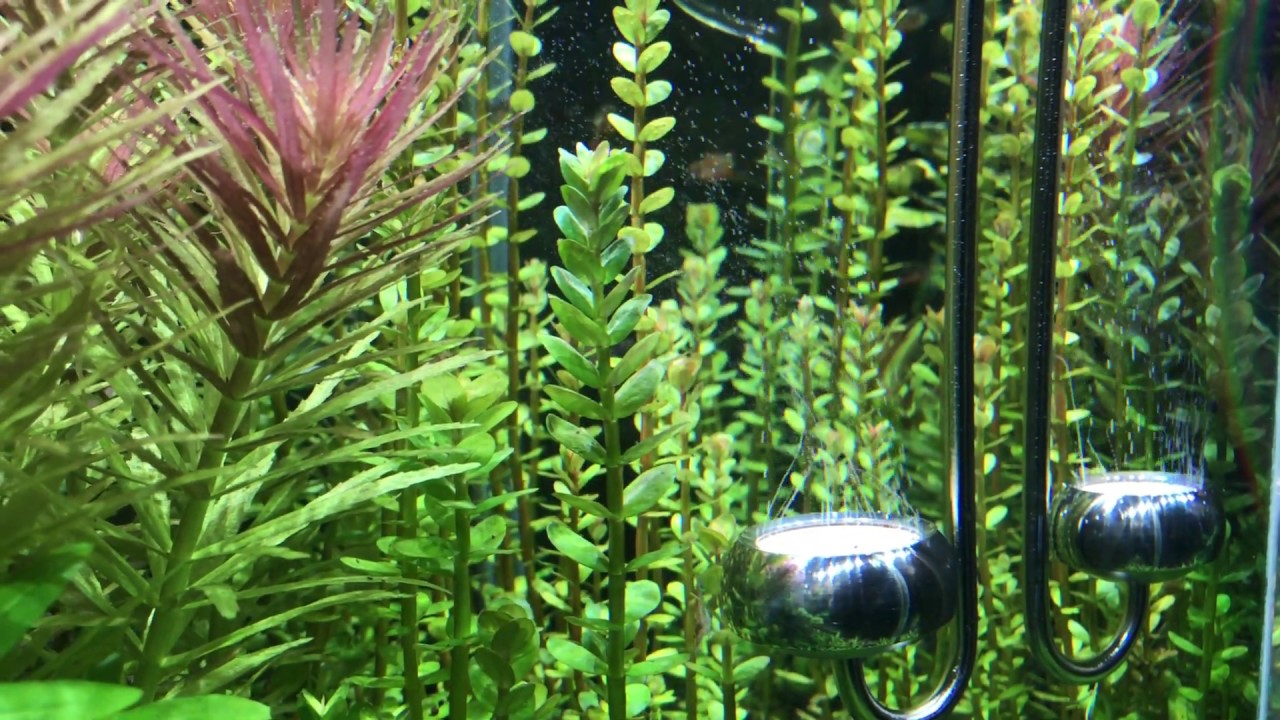 Диффузор CO2 Chihiros