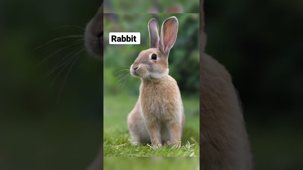 Rabbit Sound 🐇