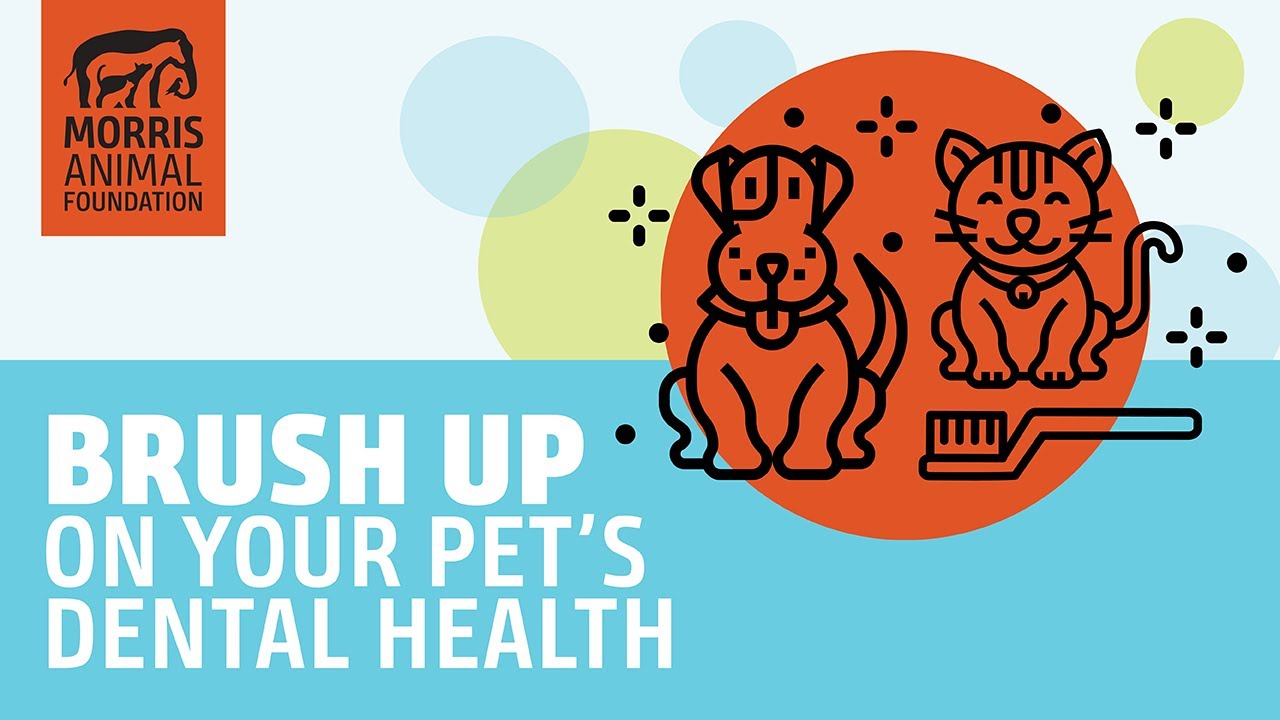 Brush Up on Your Pet's Dental Health