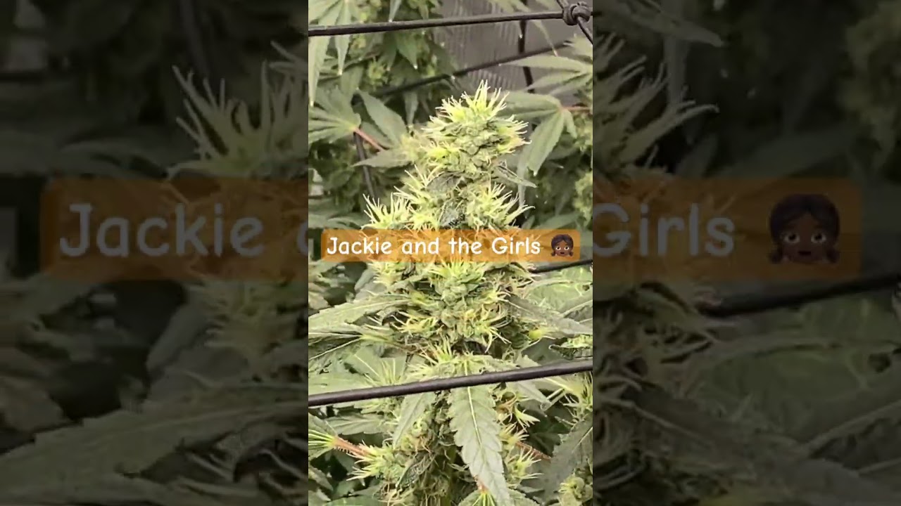 Jack herer x Gluey Memorial Day Giveaway Coming up tomorrow sponsored by Growers Choice seeds