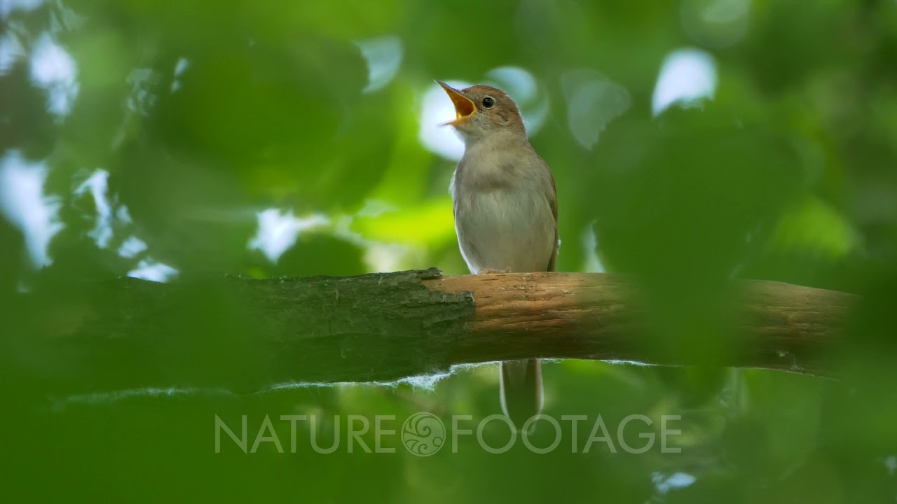 Common nightingale (Luscinia megarhynchos) singing
