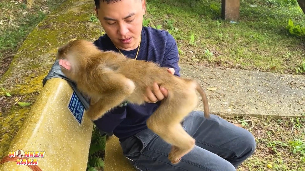 Dad is worried about Monkey Kaka because her sees she's gotten much thinner.