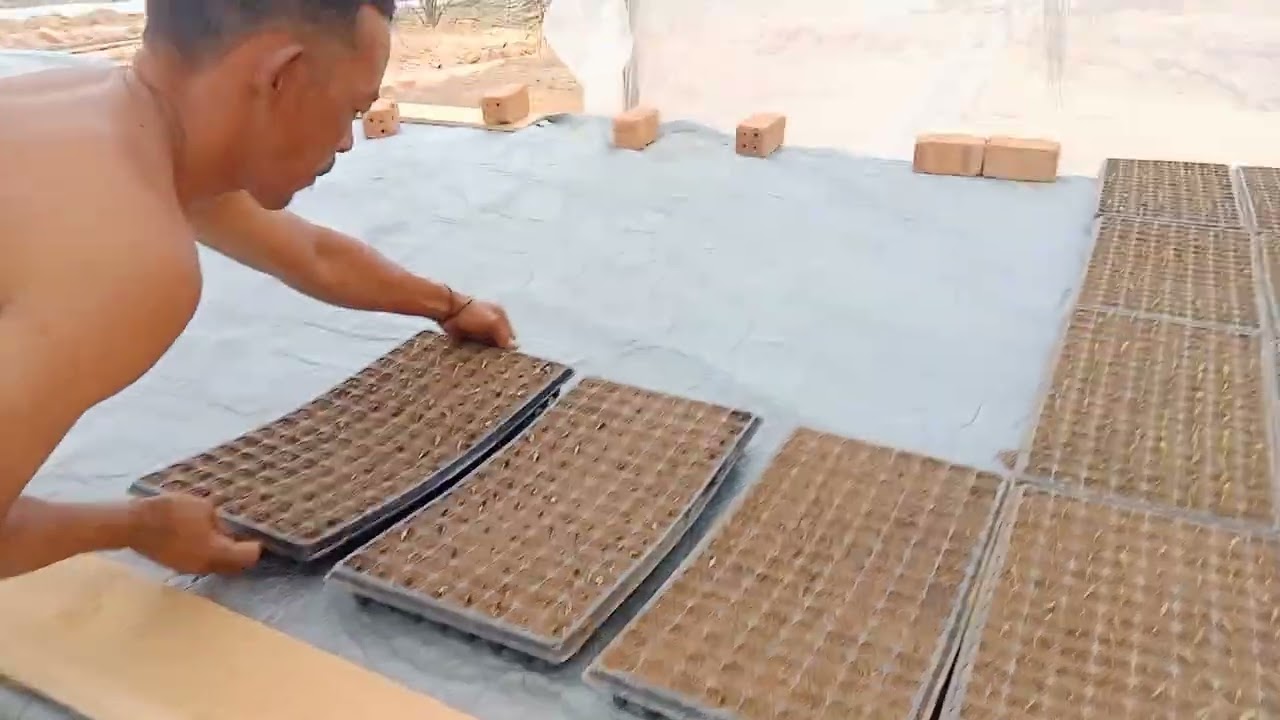 semangka part2.proses buka oven susun benih semangka