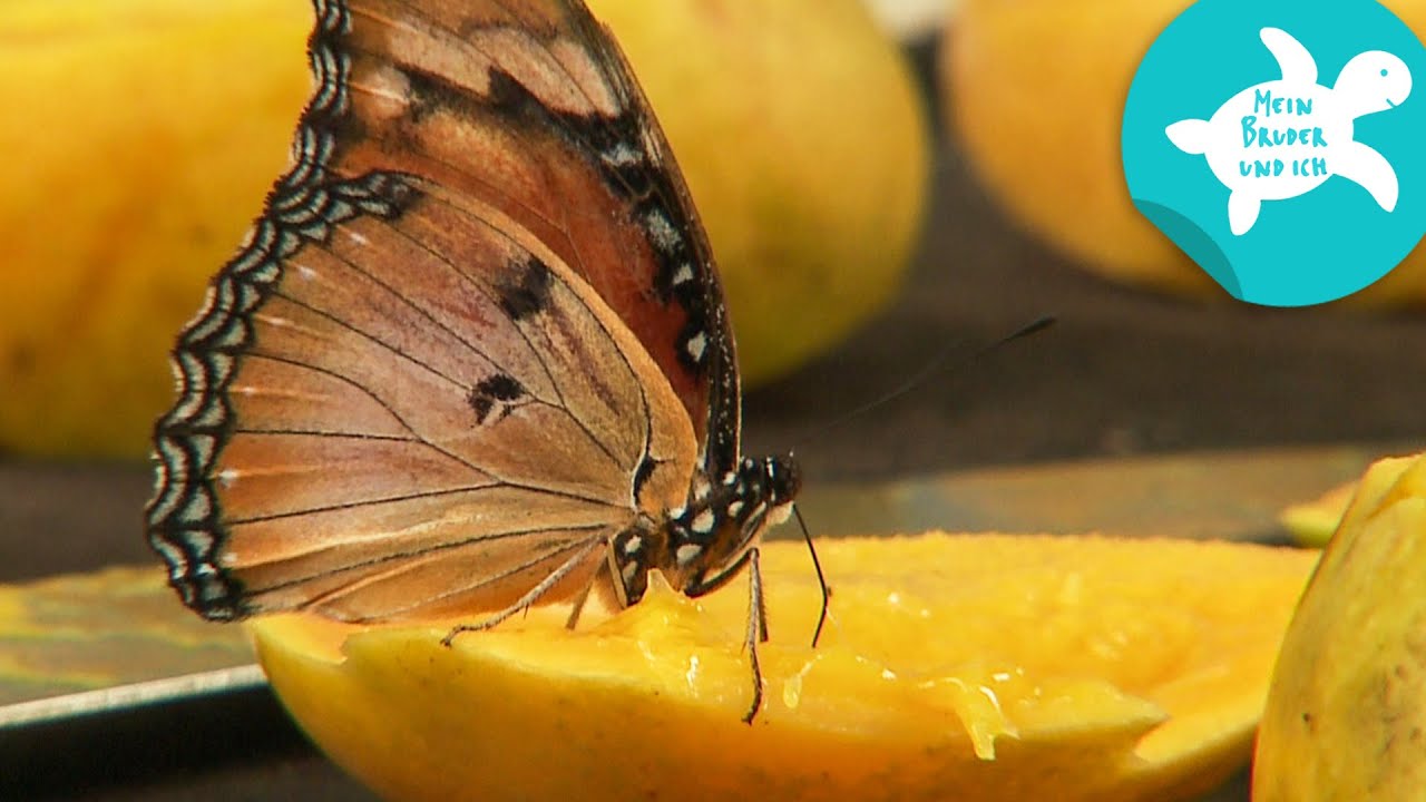 Von der Raupe zum Schmetterling | Mein Bruder und ich in Sansibar