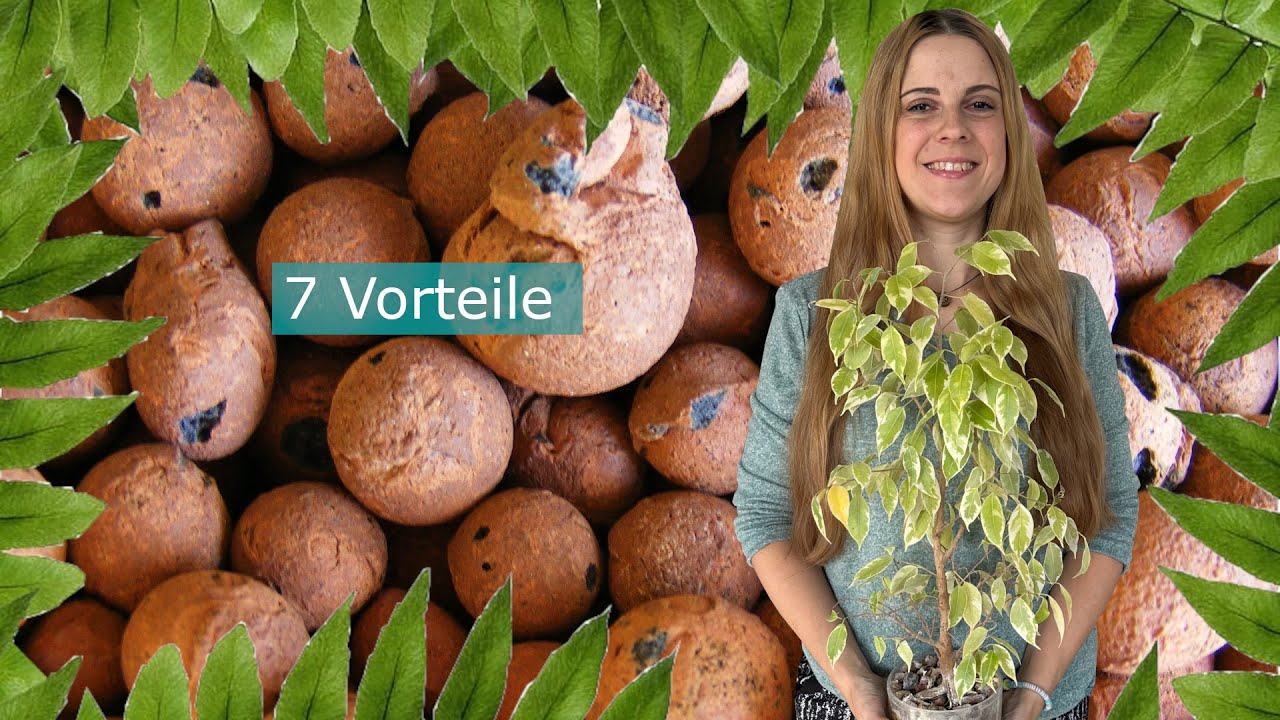 🌱 7 Vorteile von Blähton für Pflanzen | Tipps für gesunde Pflanzen