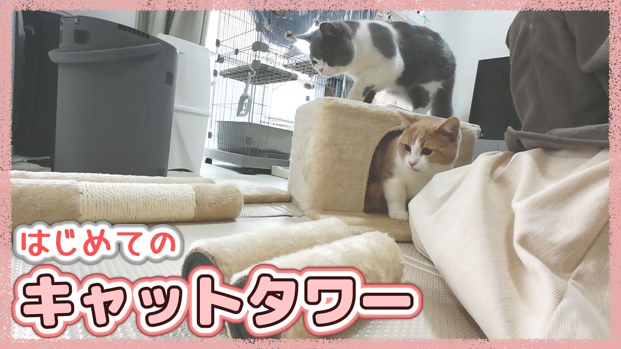 キャットタワー組み立て中からそわそわしている猫たち