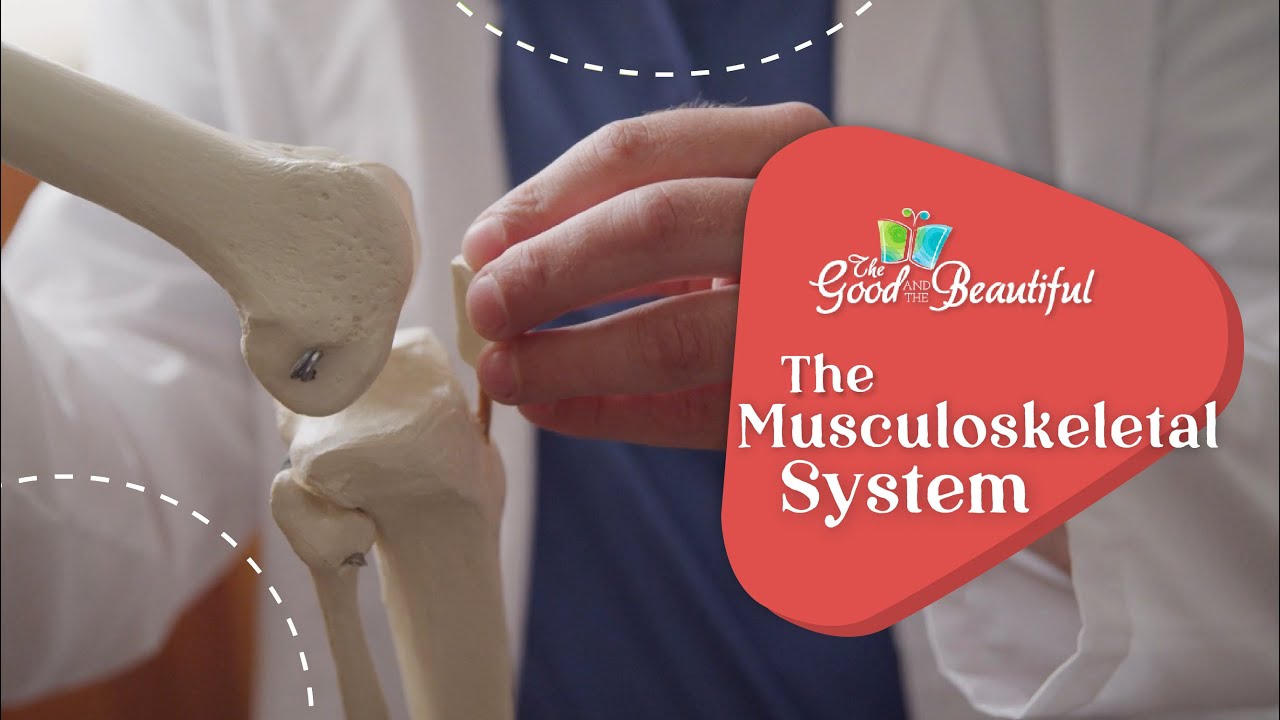 The Musculoskeletal System | Health and the Physical Body | The Good and the Beautiful