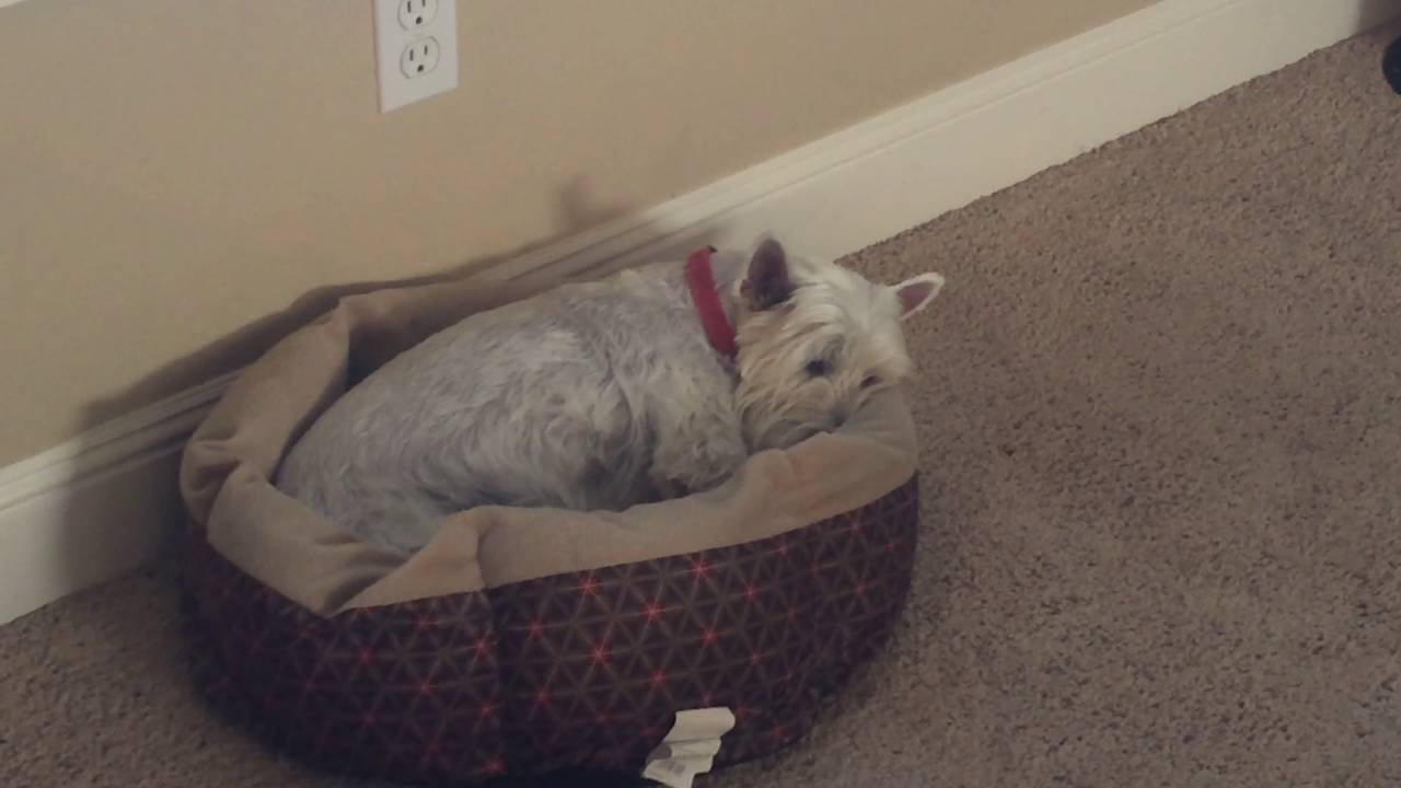 West Highland Terrier With Ear Infection
