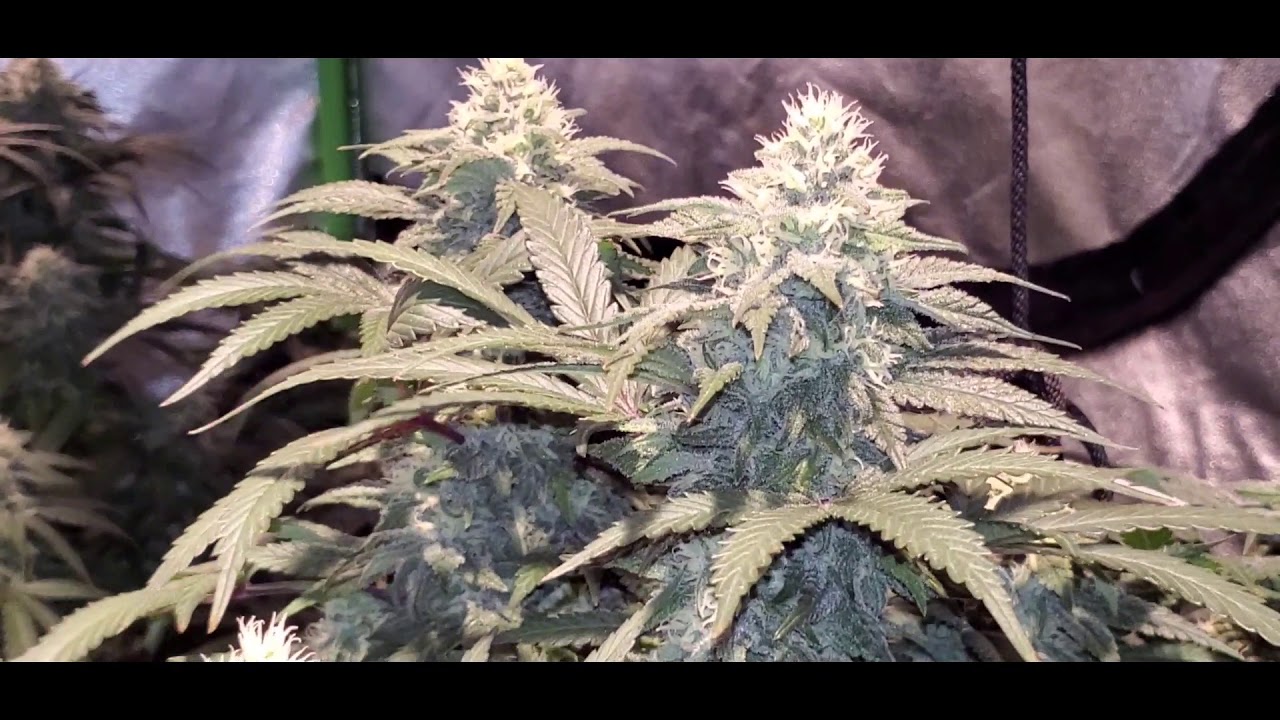 Week 5, Day 1 Of Flowering In The M Series Tent Update!!