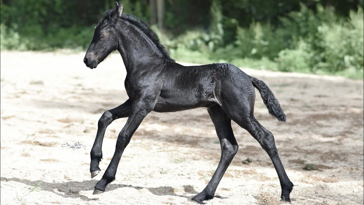 Dauntless IHF ~ 2025 Purebred Friesian filly by Drogo IHF (Bene 476)