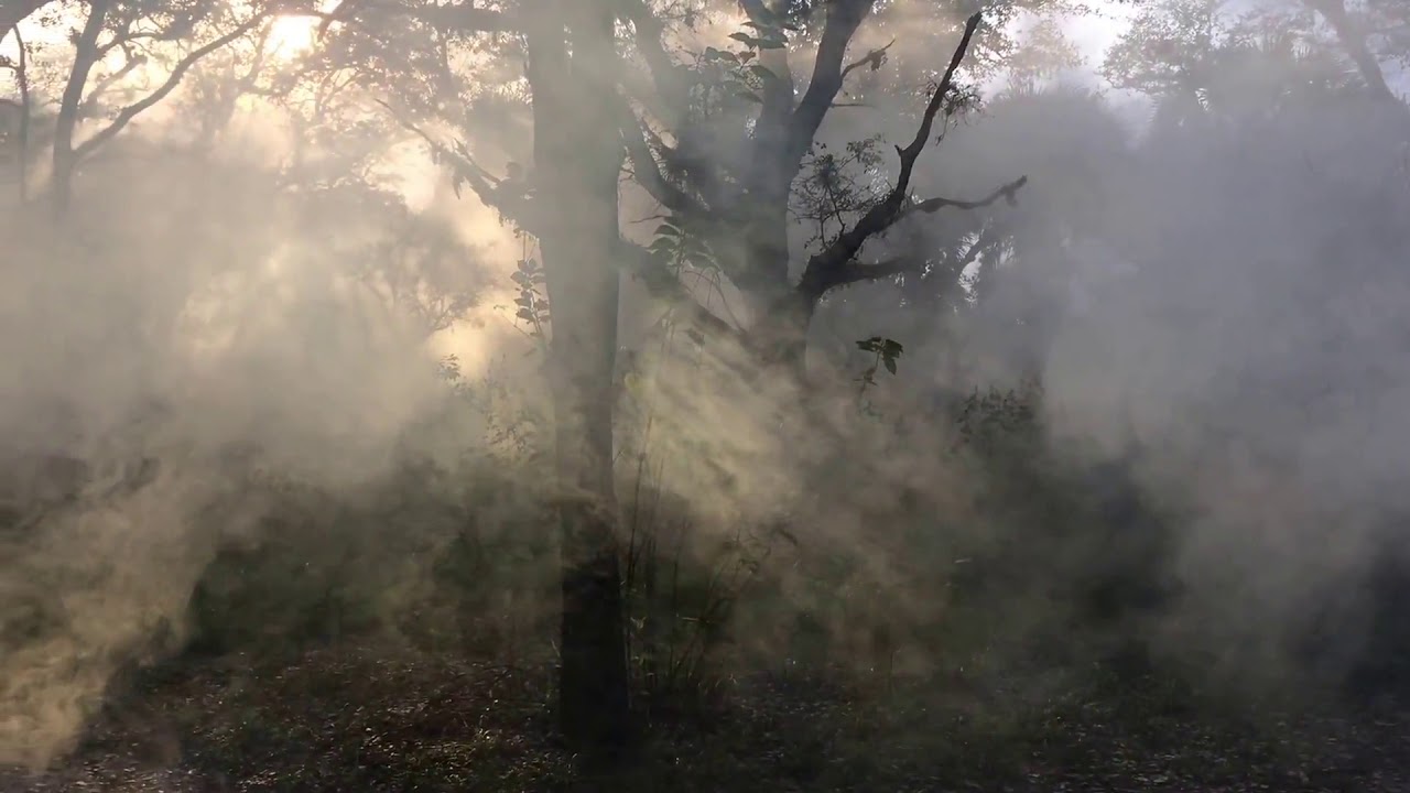 Stock Footage 2016 Scary Forest