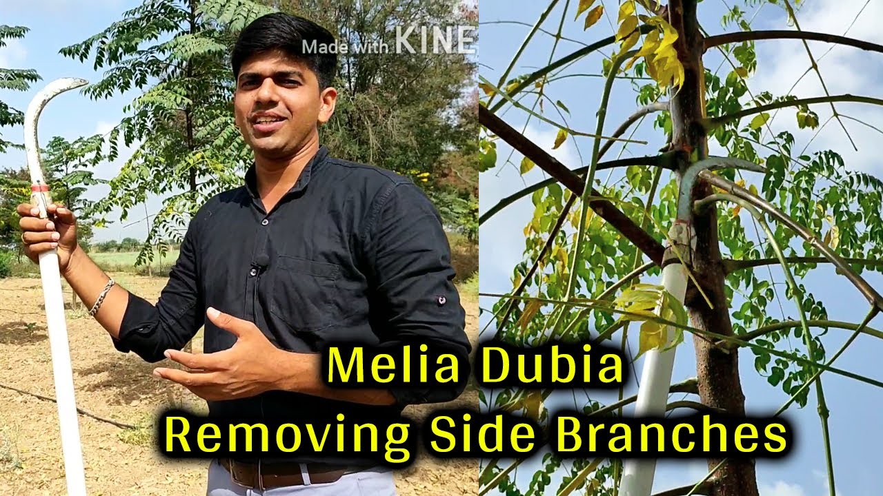 Melia Dubia Prunning | Melia Dubia Farming