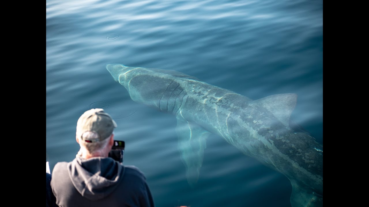 Basking Sharks off the West Cork coast, Spring/Summer 2018
