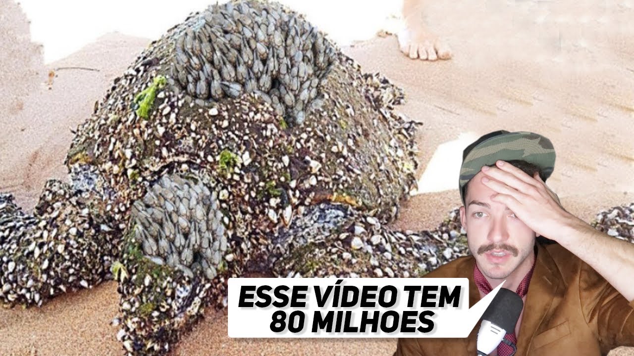 REMOVENDO CRACA DE TARTARUGA | Entenda o Hype Desse V&iacute;deo No Dia Mundial Do Oceano