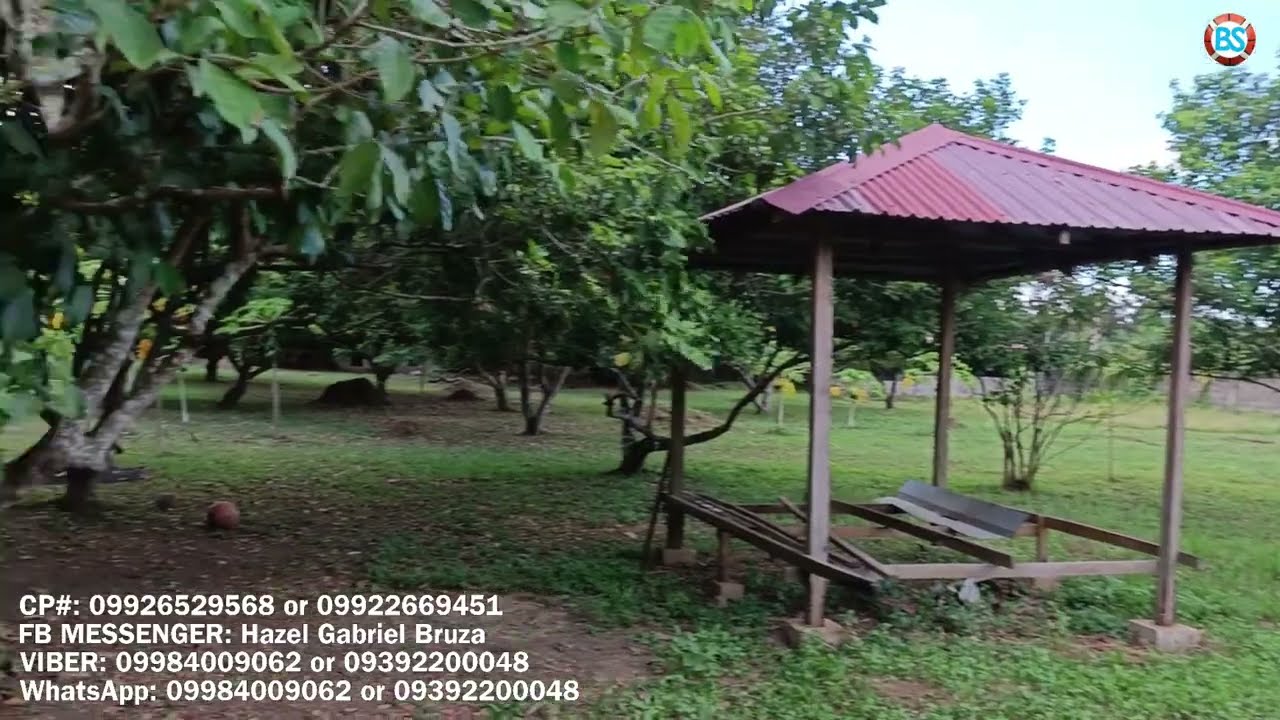 (P# 725) 1 hectare Beautiful Farm palibot bakod sa Calauan, Laguna 4 sale