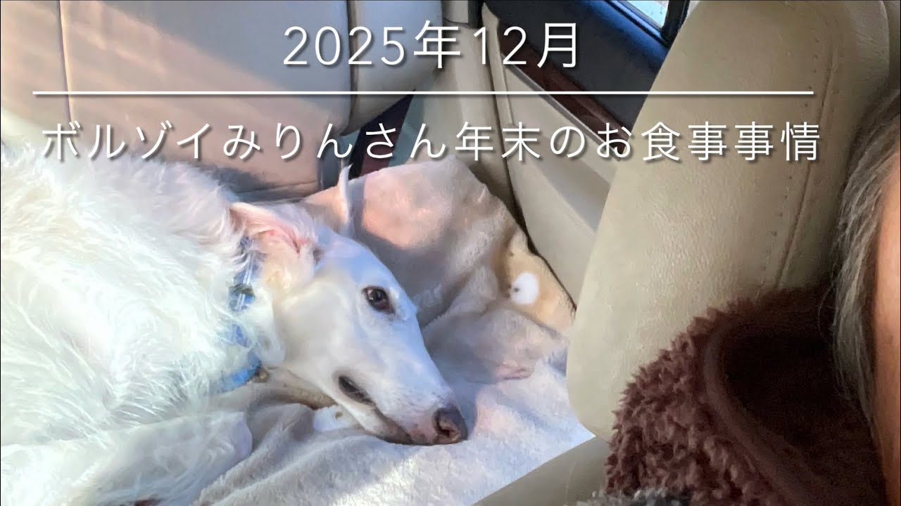 ボルゾイ　みりんさん　2025年　みりん家の年末のお食事事情。お世話になった方々へのご挨拶も欠かせない大忙しなみりんさん。（2025年12月　みりんさんお食事処　年末のご挨拶）