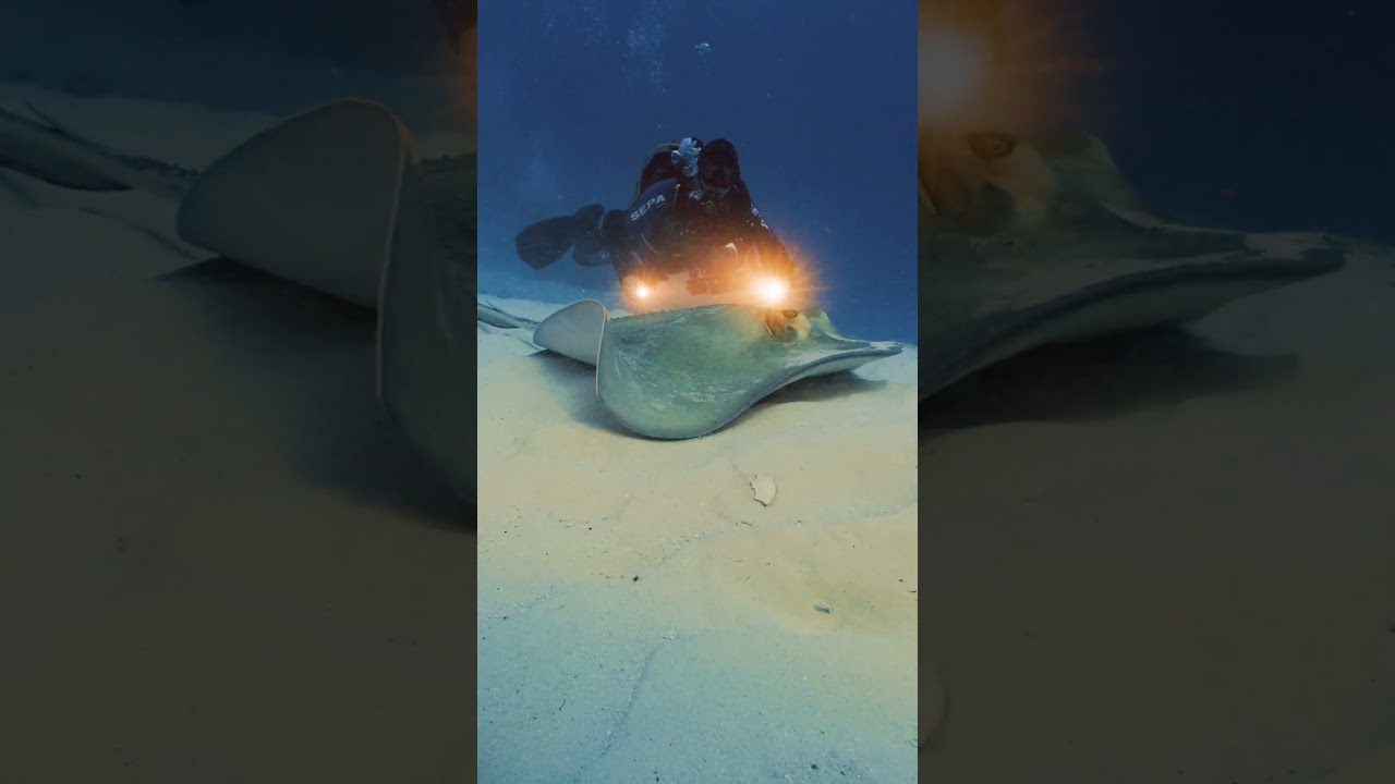 Dasyatis pastinaca. #biodiversity #underwatervideo #shortsclip