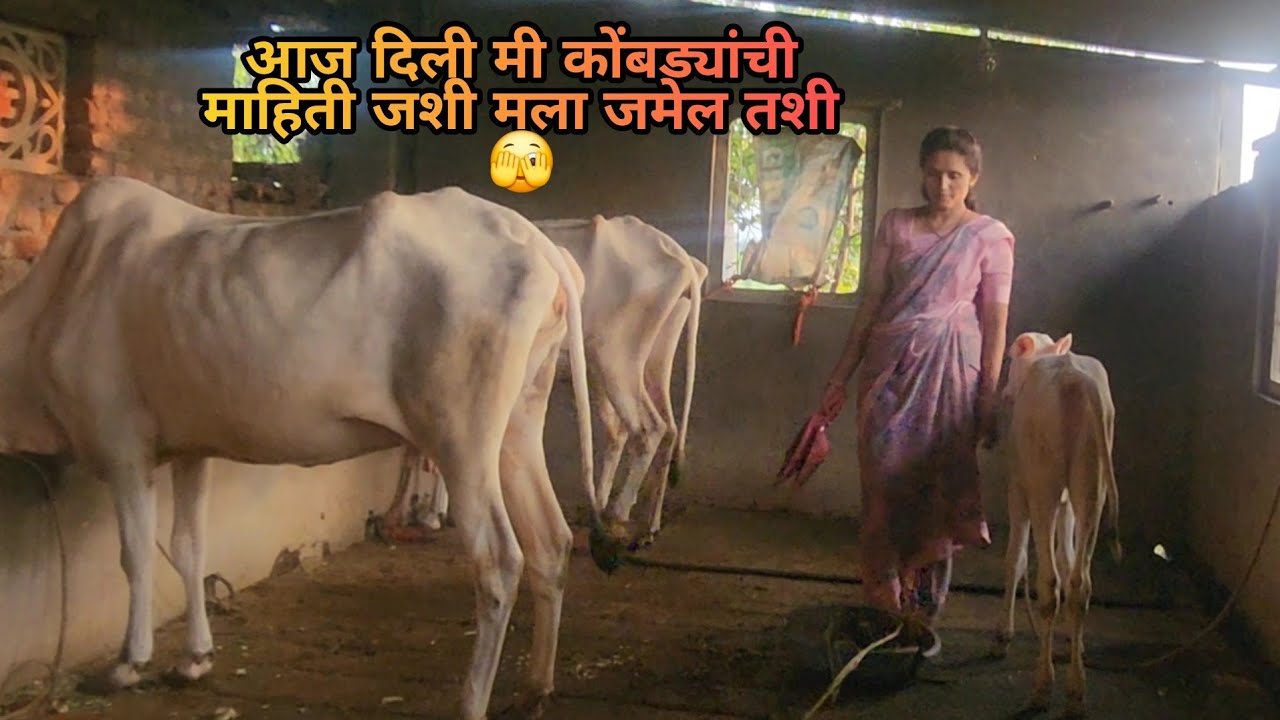 आज दिली मी कोंबड्यांची माहिती जशी मला जमेल तशी  | Bailgada Sharyat |