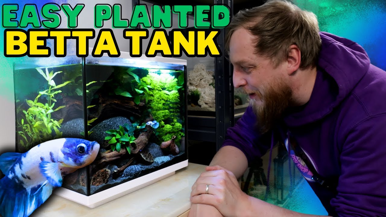 Setting Up a Natural Betta Aquarium! Step by step guide.