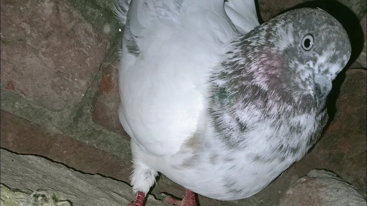 Kashni madi ne fir se anda🥚 🥚 de diya 