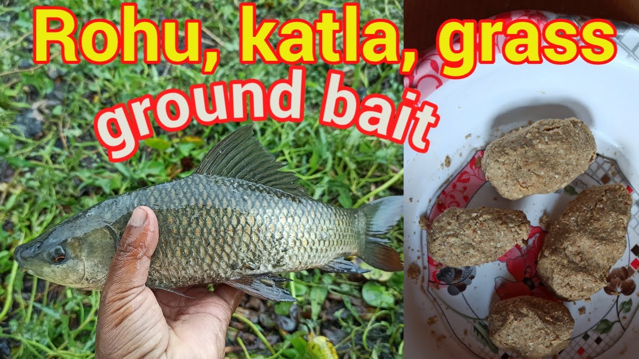 रोहू,कतला,ग्रास मछली का चराई सर्दी और गर्मी लिए || Rohu,katla,grass ground bait || sundar bihar