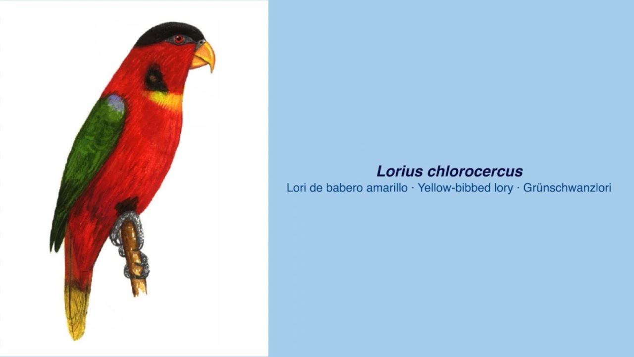 350 Parrot Species - #37 Lorius chlorocerus Lori