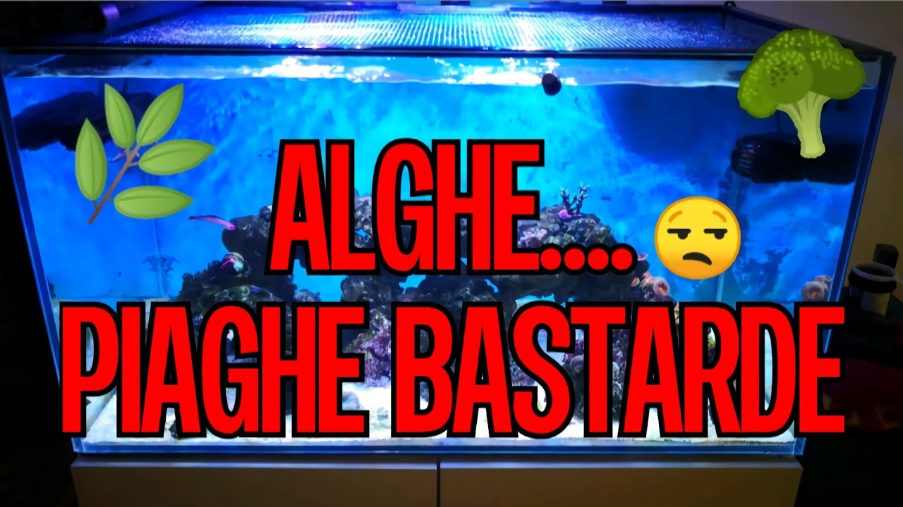 Alghe nel mio Acquario Marino - Valonia, Derbesia, Bryopsis