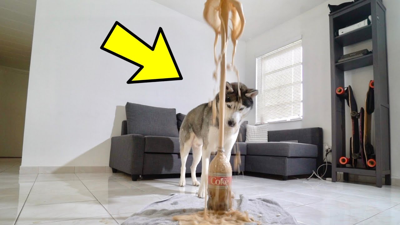 My Husky Reacts to Coca Cola & Mentos Experiment!