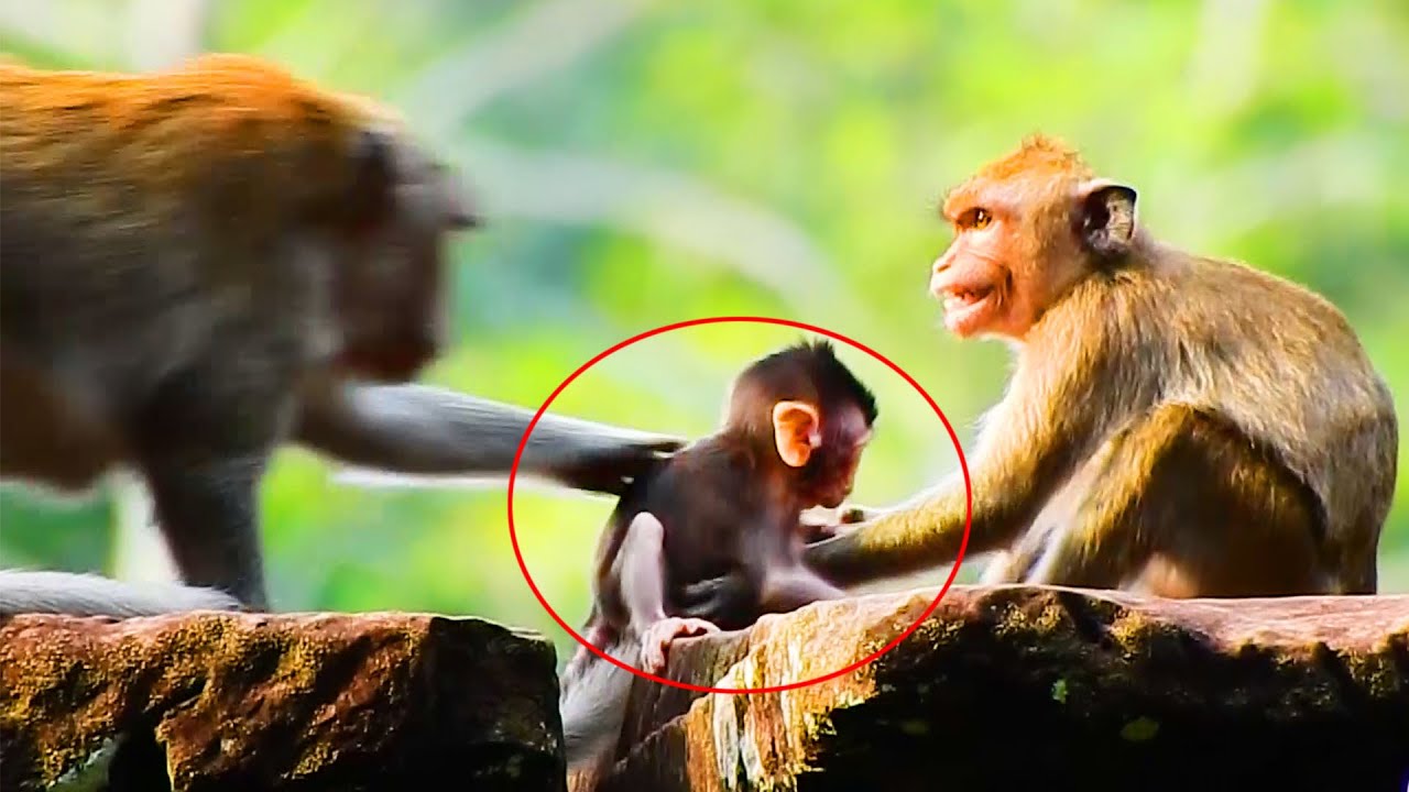 OMG! Scaring Terrible Janna Monkey Was Warning By Jane Monkey Due Escape Catch Jazzy Baby