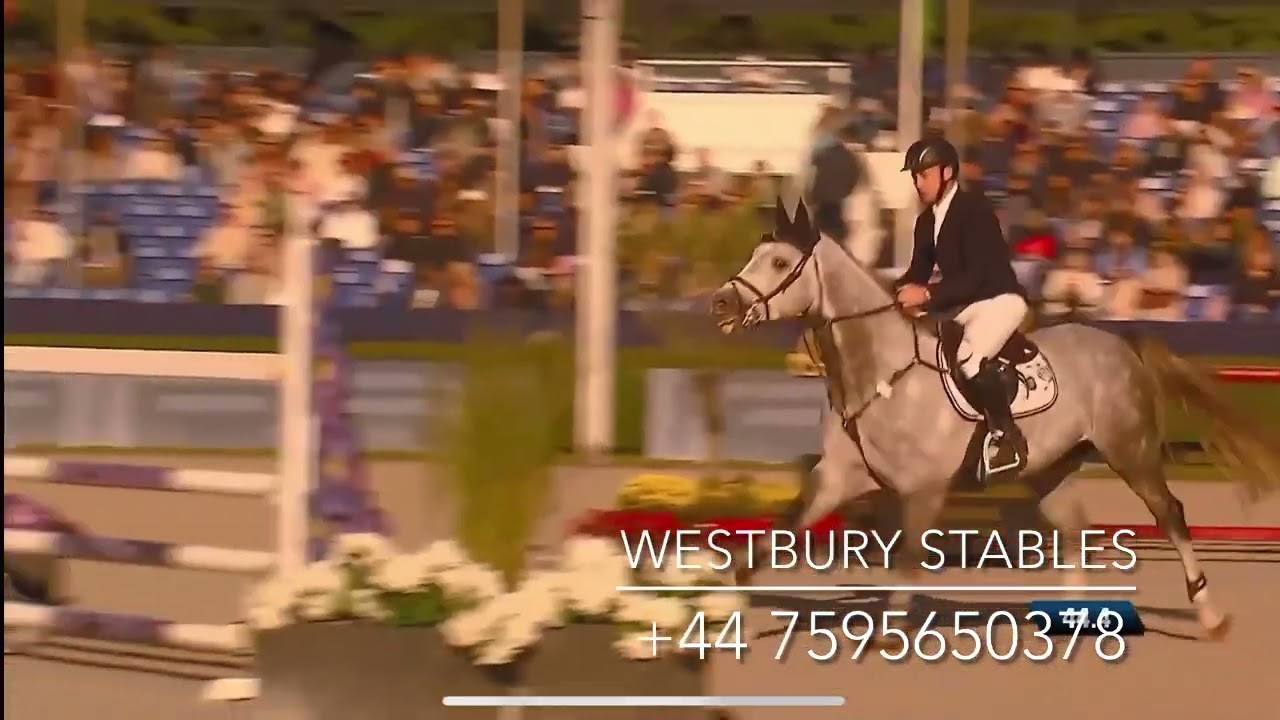 Unicum-H- 2020 Stallion (President X Cicero Z van Paemel) 
