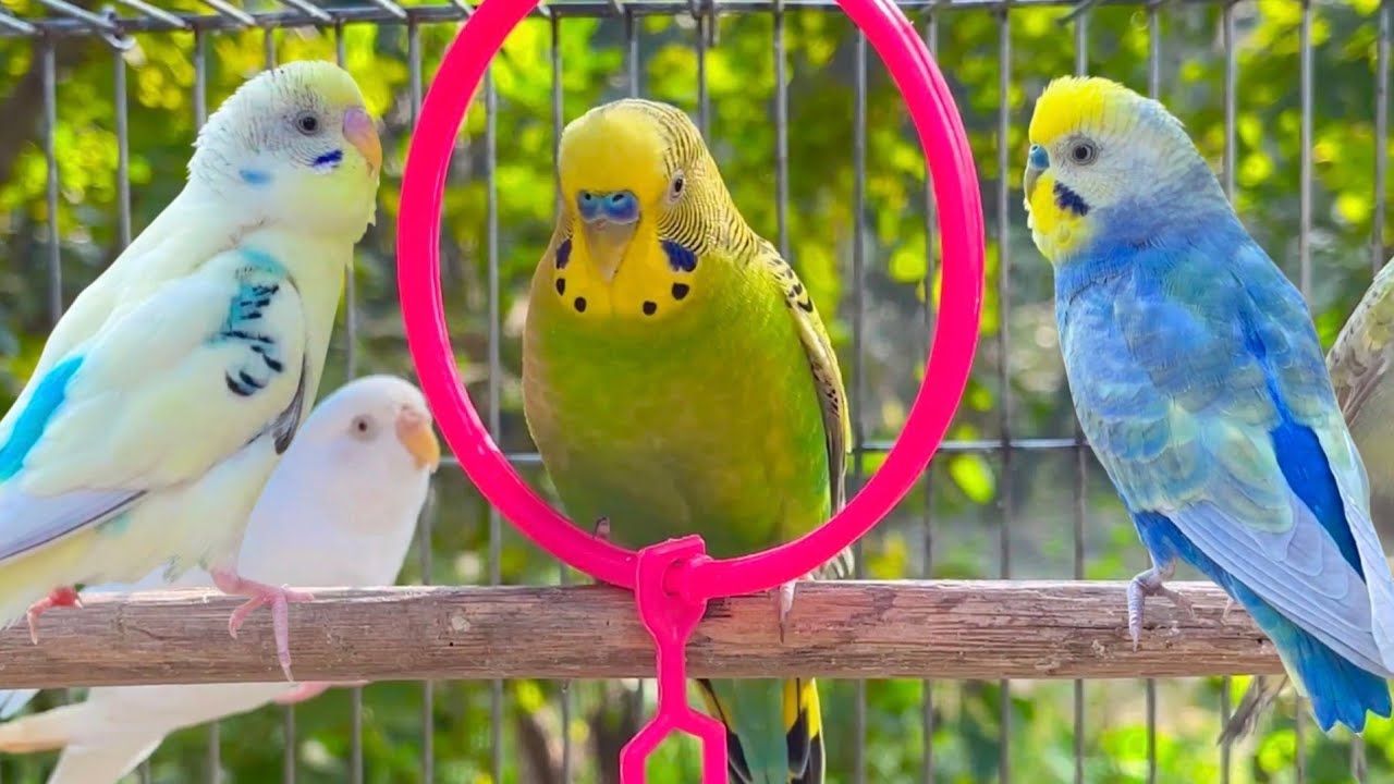 NEW The BEST PARAKEETS SOUNDS 10 Hours for your birds to listen to with MUSIC