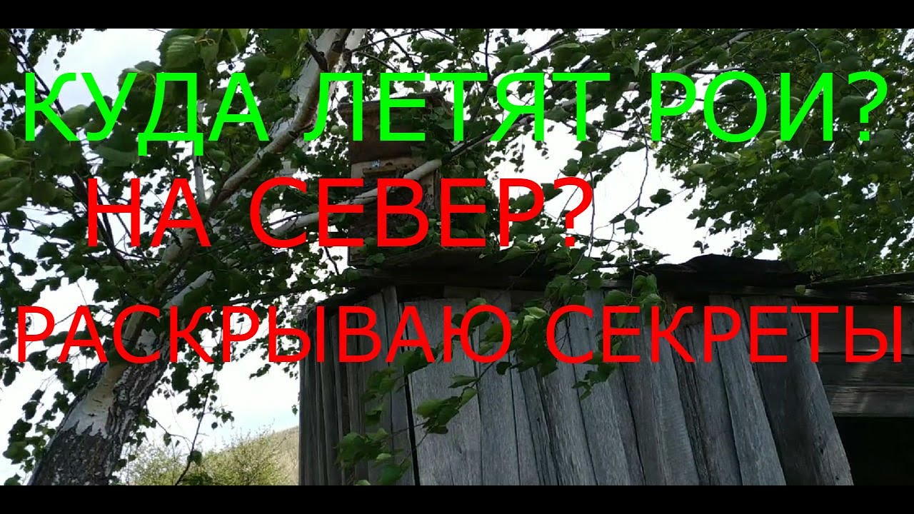 ГДЕ И КАК СТАВИТЬ ЛОВУШКИ ДЛЯ РОЁВ ?