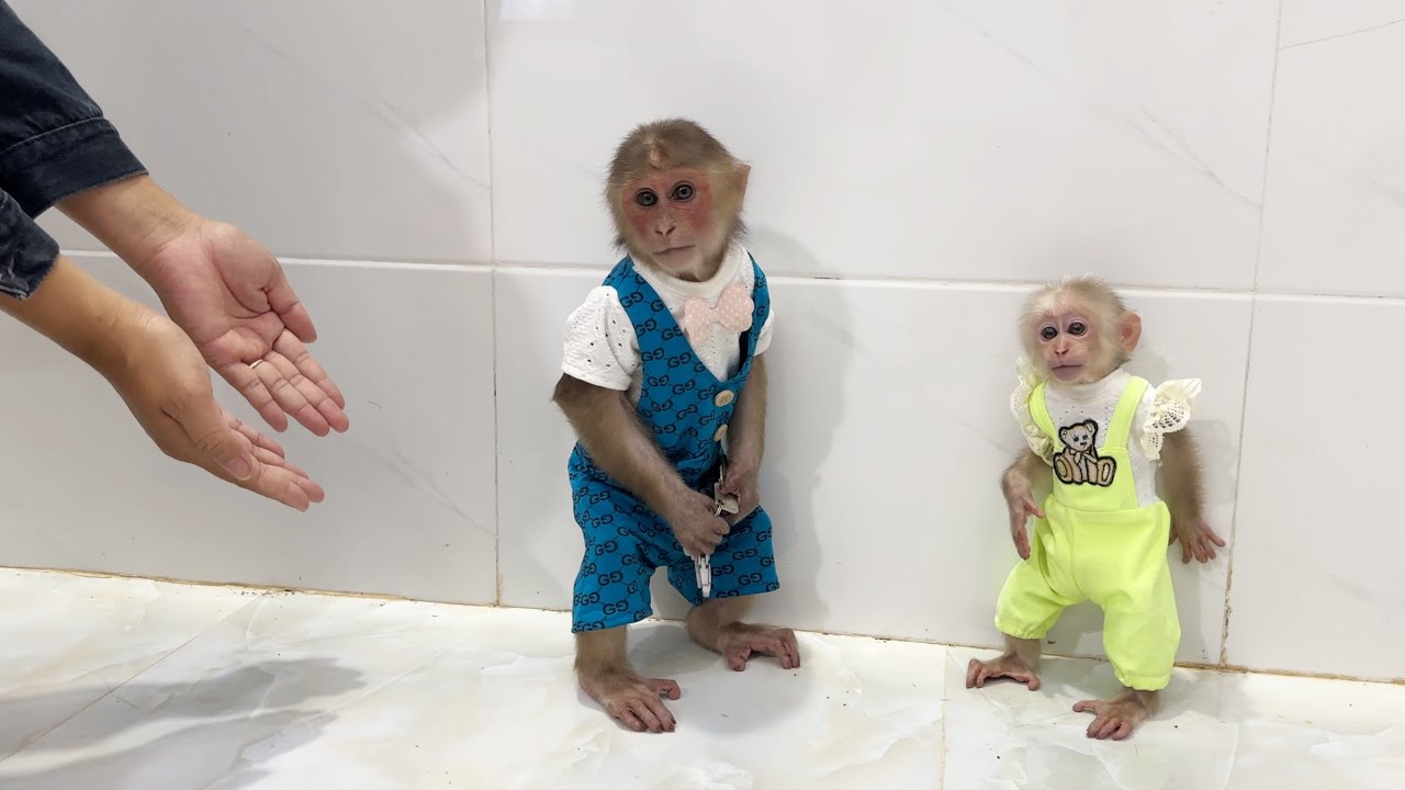 It's so funny 😂 Monkey SinSin secretly stole the motorbike keys so Dad could stay home