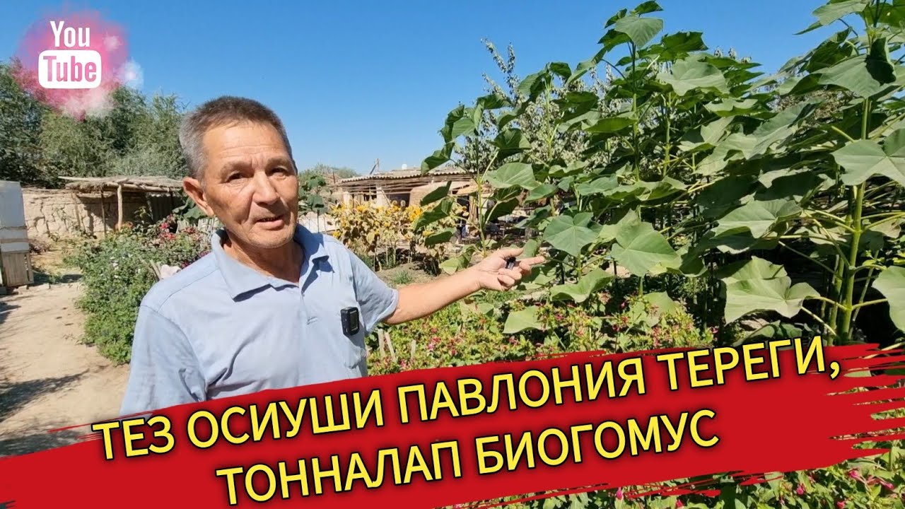 ТЕЗ ОСИУШИ ПАВЛОНИЯ ТЕРЕГИ,ХАМ ТОННАЛАП БИОГОМУС