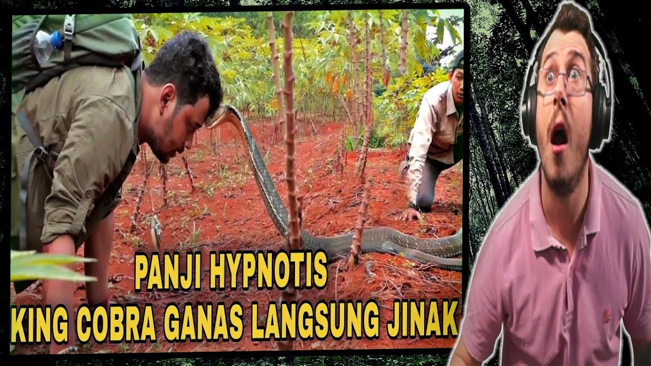 Italian Reacts to Panji Petualang's DEATH DEFYING King Cobra Stunt