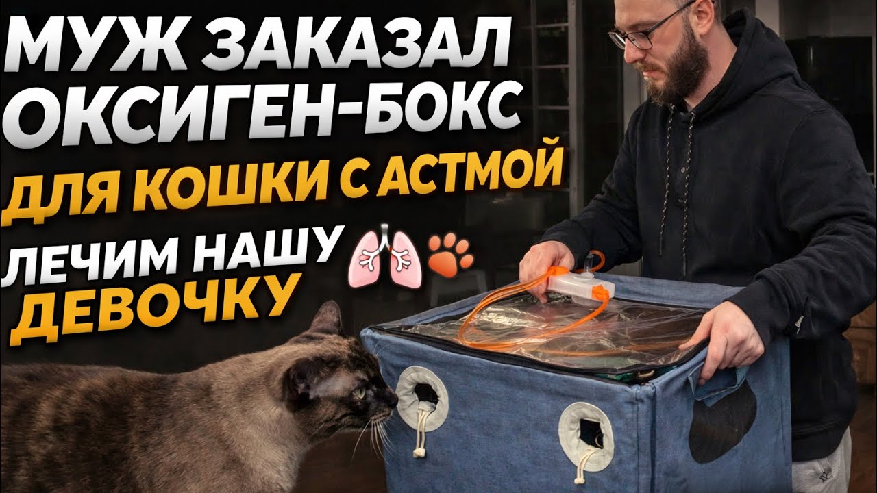 Муж-американец заказал оксиген-бокс для кошки с астмой 🫁🐾 лечим нашу девочку