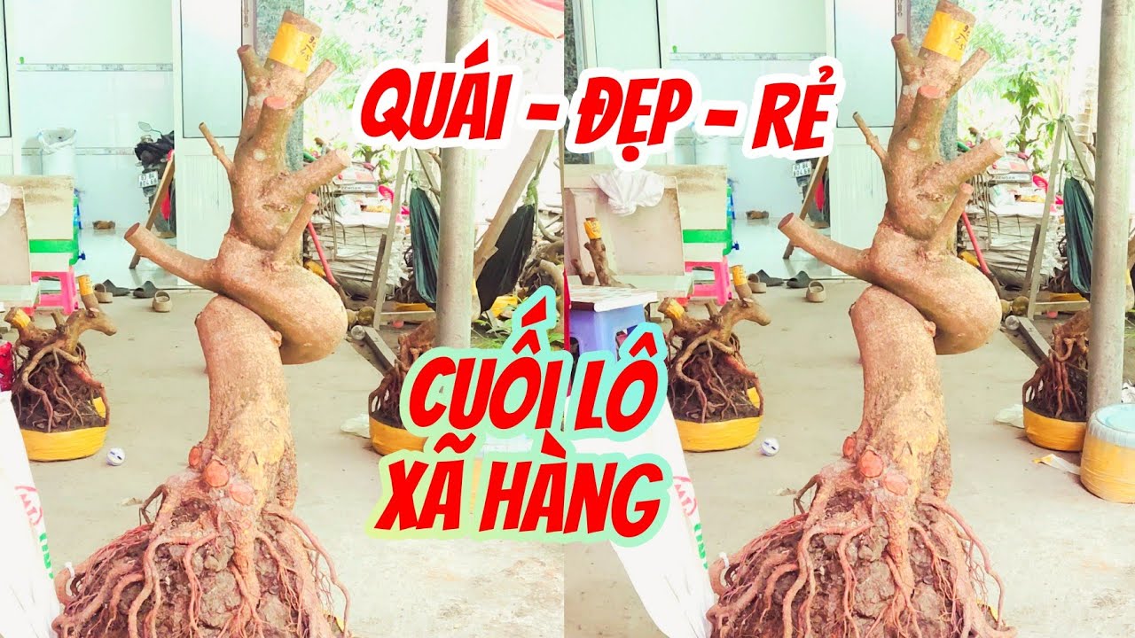 Xã hàng cuối lô 24/1 Vân 0857703620 . Phôi bonsai hoành to quái đẹp đủ dáng thế 