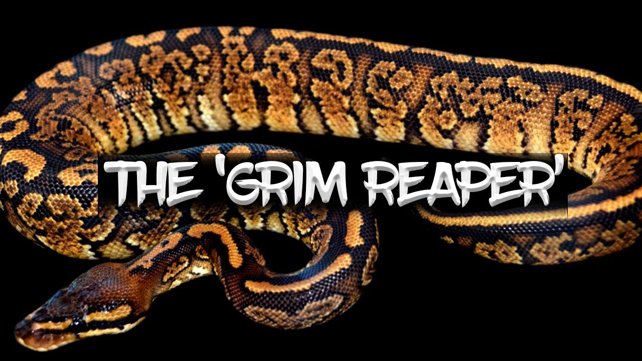 The 'Grim Reaper' Ball Python