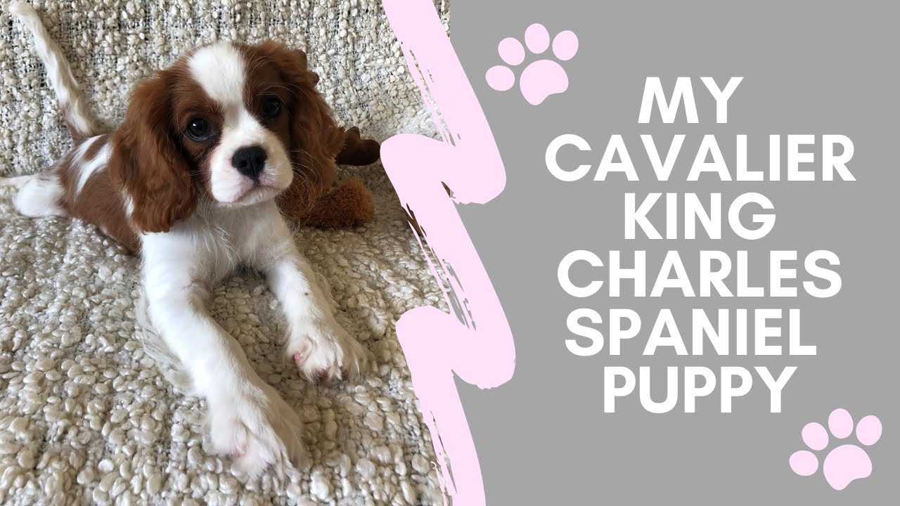 My Puppy Routine | Cavalier King Charles Spaniel + CHEWY HAUL