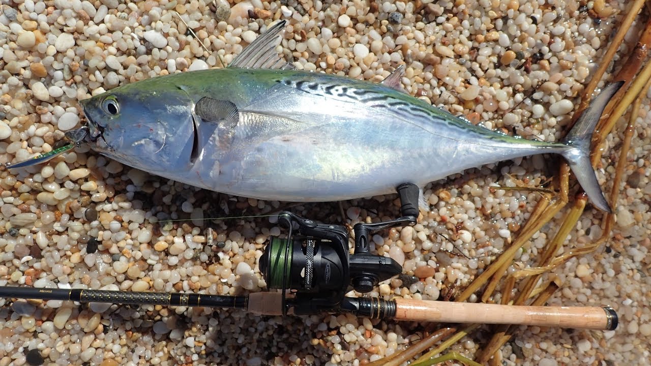 False Albacore Surfcasting - Penn Conflict II Reel Review