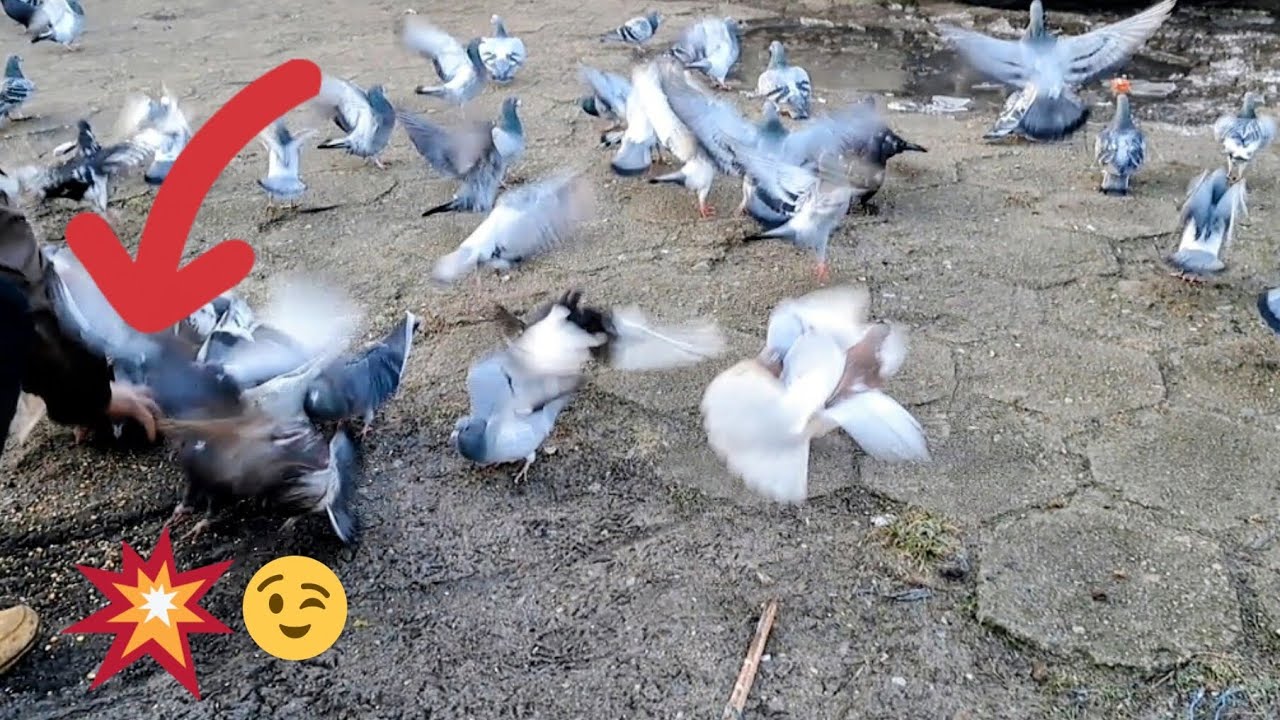 Ale go złapał !!! 🫨 Stargardzki Łapacz gołębi 😀 szybki jak błyskawica 😀 