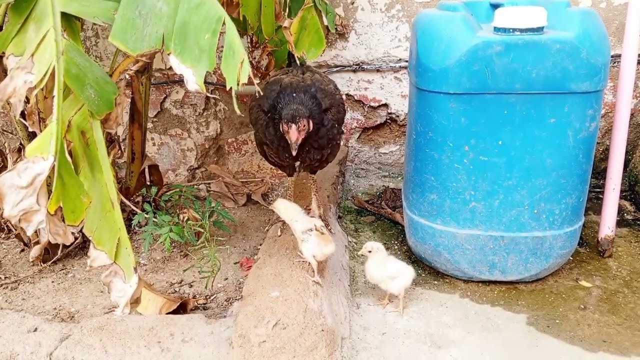 Chicks Timepass with Mother | Desi Chozay | ڪڪڙ جا ٻچا | چوزا