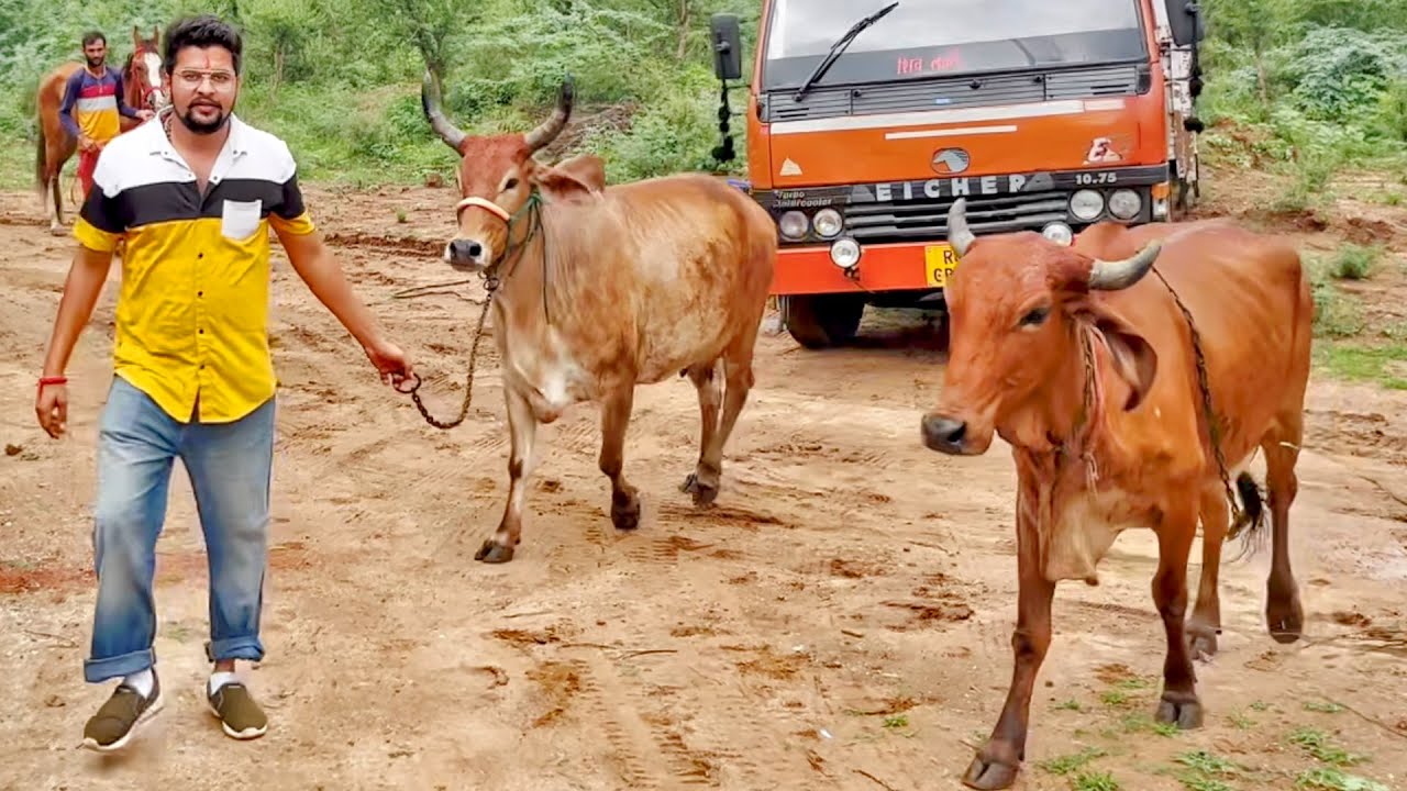 झूमर और लाडो के साथ हम आगये वसुधा गौग्राम 😍😍😍 #baawalechorevlogs #dailyvlog #vasudhagaugram #cowvlog