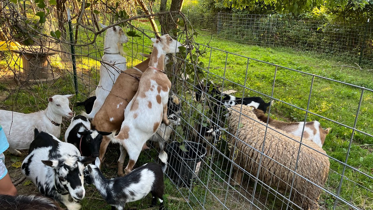 Goat morning meet and greet | Goat names | Goat introductions | goat personalities