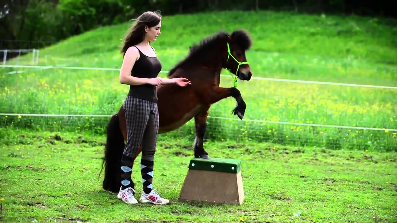 Pony Tricks