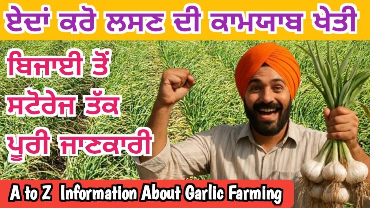 ਲਸਣ ਦੀ ਖੇਤੀ ਬਾਰੇ A to Z ਜਾਣਕਾਰੀ | A to Z Information about garlic farming #garlicfarming #garlic