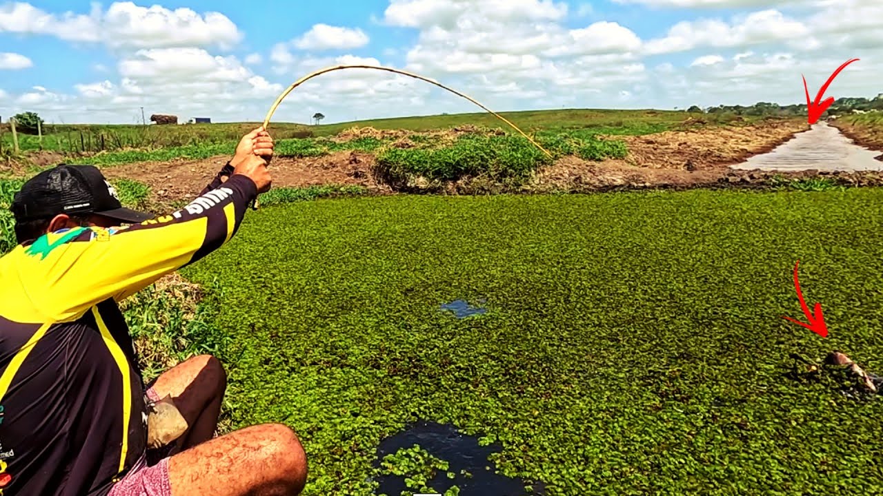 Os peixes brutos que estavam na vala esconderam na buraca debaixo do lixo.